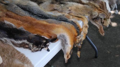 ANIMAL SKINS