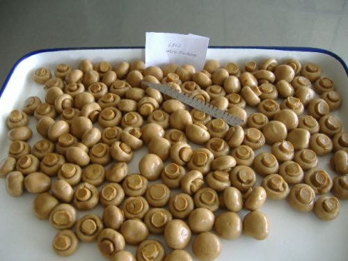 Canned mushroom
