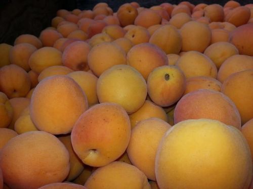 Fresh Apricot