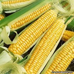 Organic Yellow Corn, Style : Fresh