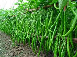 Common Fresh Green Chili