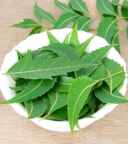 Fresh Neem Leaves, Color : Green