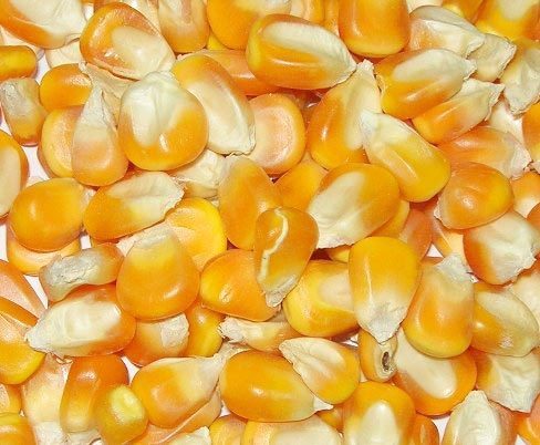 Maize Seeds