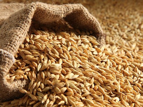 Barley, Packaging Type : 50 Kgs PP Or Jute Bags