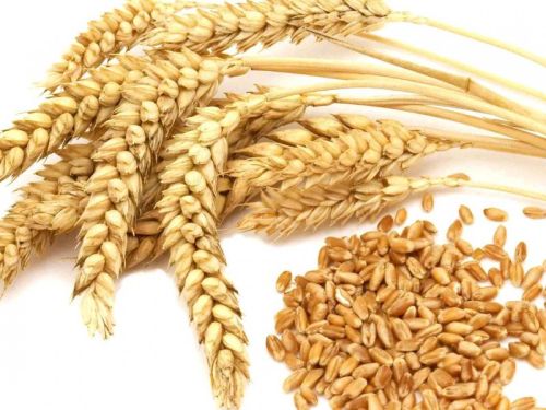 Wheat Grain, Packaging Type : 50 Kgs PP Or Jute Bags