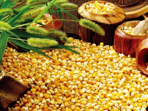 Yellow Corn, For Human Food, Animal Feed