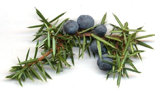 Juniper Berries