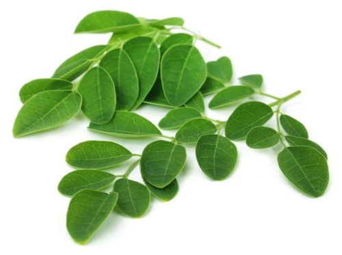 Moringa Oleifera