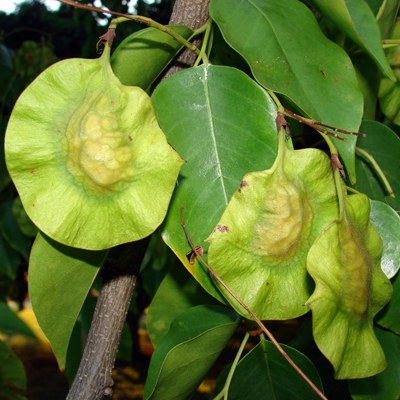 Pterocarpus Marsupium