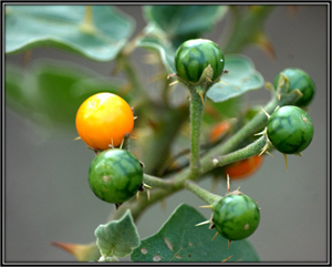 Solanum Xanthocarpum