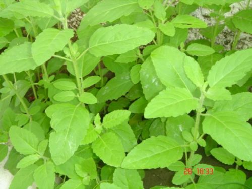 Tulsi Leaves