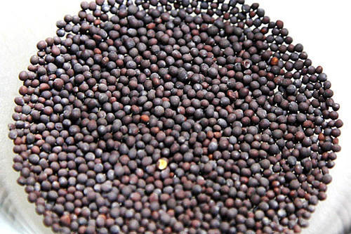 Mustard Seeds