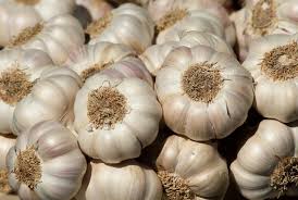 Fresh garlic, Cultivation Type : Organic