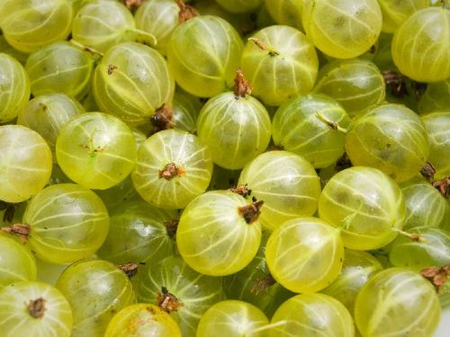 Fresh Gooseberry