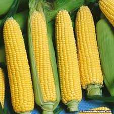 Yellow corn, Grade : A