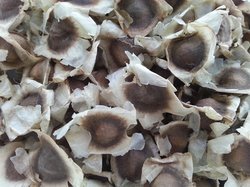 Common Moringa Seed PKM 2, For Agriculture, Food, Medicinal, Packaging Type : Plastic Packets, PP Bags