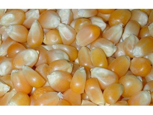 Indian Maize