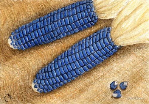 Whole Blue Maize, For Human Food