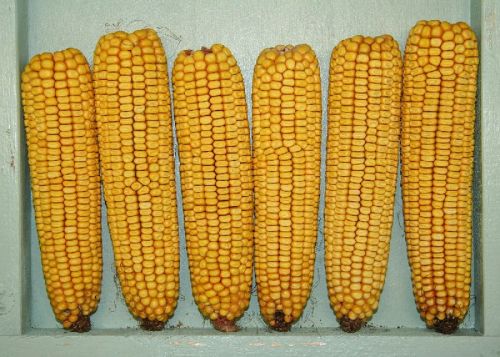 Whole Dent Maize, For Human Food, Color : Yellow