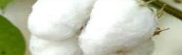 Cotton.