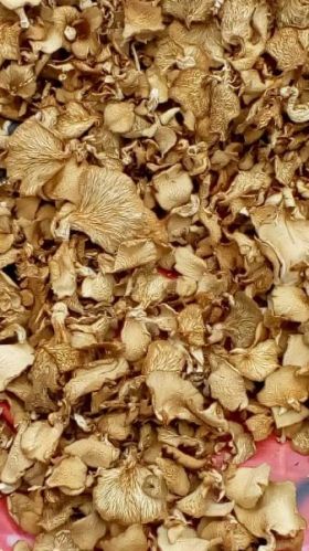 Organic Dry Oyster Mushroom for Cooking, Food, Culinary