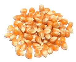 Organic yellow maize seeds for Making Popcorns