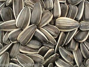 Sunflower Seeds, Packaging Type : Plastic Bags