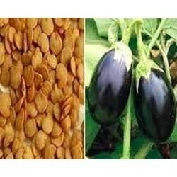 Brinjal Seeds