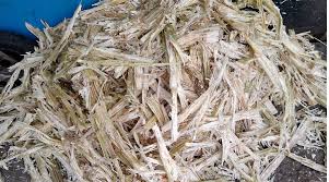 Sugarcane Bagasse