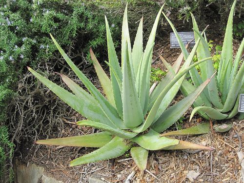 Aloe Vera Plants, For Medicine Purose, Feature : Cosmetics