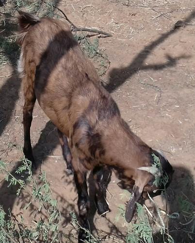 30kg Live Sirohi Buck Kids, Gender : Male