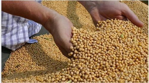 Common Soya Bean Seeds, Grade : grade one