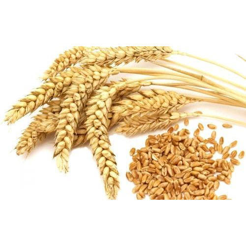Wheat Seeds, For Flour, Food, Form : Powder