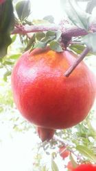Organic Fresh Pomegranate