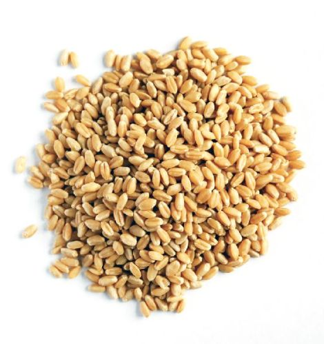 Organic Wheat Seeds