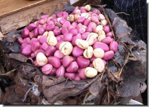 Kola Nuts, Packaging Type : Packed in plastic bags, Purity : 99.99%