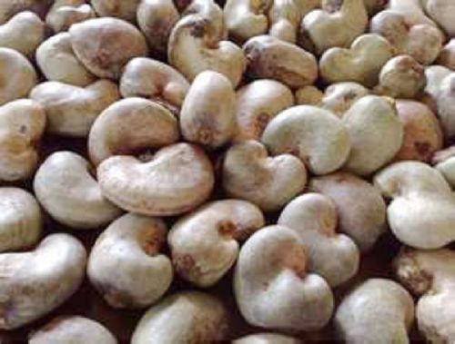Organic Raw Cashew Nuts for Food
