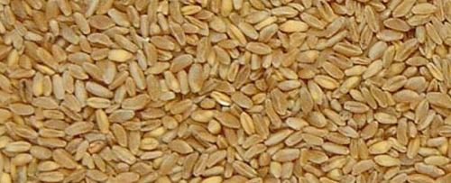 Durum Wheat