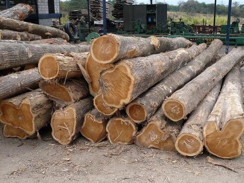 Hardwood Logs, Shape : timber, lumber
