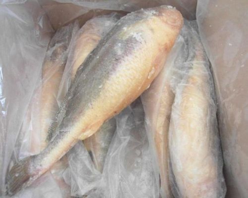 Frozen Fish, Packaging Type : Packed In PP Bags