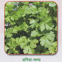 Coriander