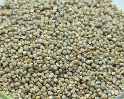 Common Millet, Color : Greyish Green