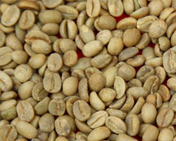 Robusta Green Coffee Bean