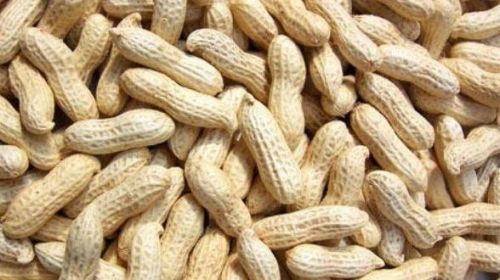 Shelled Peanuts, Packaging Size : 10-25 kg