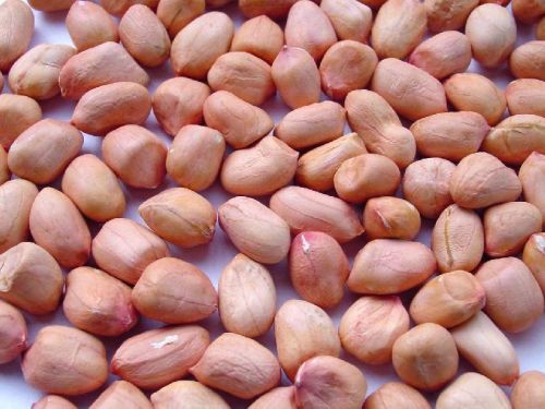 Raw Peanut Kernels, Packaging Type : Sacks
