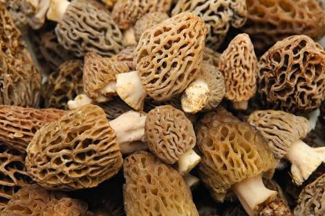 Wild Morels, Color : Brown/Light Black