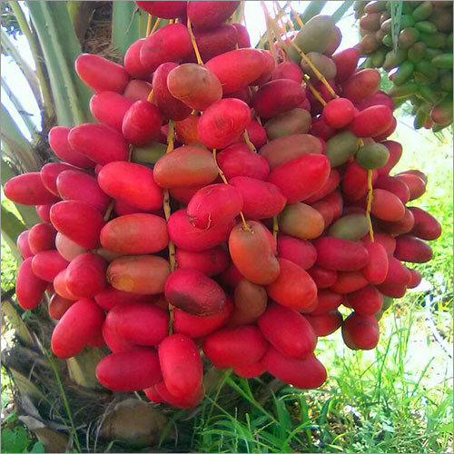 Natural Fresh Red Dates, Packaging Type : Pouch & Box for Food