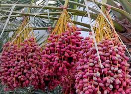 Fresh Red Desi Dates