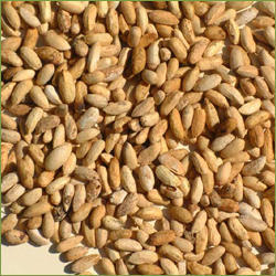 Organic Neem Seeds