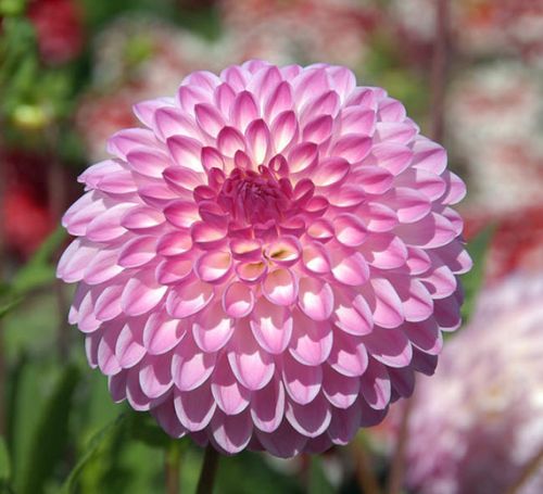 Organic Fresh Dahlia Flower, Color : Pink